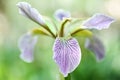 Stinking Iris CloseUp, Bright Color Contrast