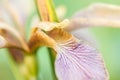Stinking Iris CloseUp, Selective Focus, Bright Color Contrast