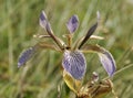 Stinking Iris Royalty Free Stock Photo