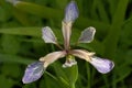 Stinking Iris