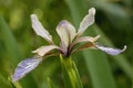 Stinking Iris