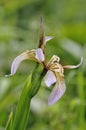 Stinking Iris