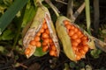 Stinking Iris