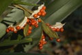 Stinking Iris