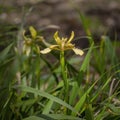 Stinking Iris - Iris foetidissima.