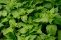 Stinking nettle, Top view. Nature background, Nettle leaves, close up