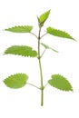 Stinking nettle (Urtica dioica)