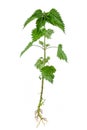 Stinking nettle Urtica dioica all plant and with root, on white background.