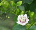 Stinking Passiflora