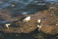 Stinking polluted water Havana