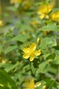 Stinking St Johns-wort