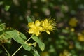 Stinking St Johns-wort