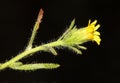 Stinkwort, Stinking fleabane, Dittrichia graveolens