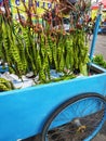 Stinky beans being sold at a morning market..