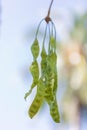 Stinky beans or Petai or Pete or Sato or Bitter bean on the tree originally from Southern in Thailand