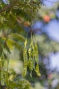 Stinky beans or Petai or Pete or Sato or Bitter bean on the tree originally from Southern in Thailand