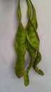 Stinky beans or petai in white background