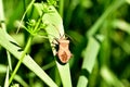 Stinky beetle close-up on a wide leaf. Royalty Free Stock Photo