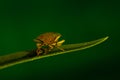 Stinky beetle on a leaf