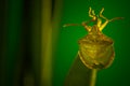 Stinky beetle on a leaf