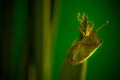 Stinky beetle on a leaf