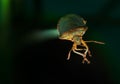 Stinky beetle on a leaf