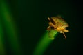 Stinky beetle on a leaf