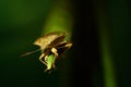 Stinky beetle on a leaf