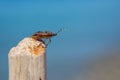 Stinky beetle sitting on a wooden stick. Macro. On a blue sky background.