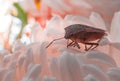 Stinky beetle on a white flower