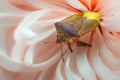 Stinky beetle on a white flower