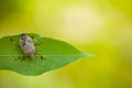 Stinky bug on leaf