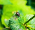 Stinky bug on leaf with macro shot