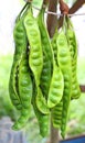 Stinky string beans also known as Petai or Sataw Royalty Free Stock Photo