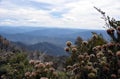 Stinky yellow flowers growing, Mountains of High Country in the background Royalty Free Stock Photo