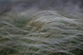 Stipa capillata as known as feather, needle, spear grass in steppe. Listed red book of Ukraine. Macro photo.