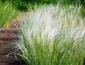 Stipa or feather grass