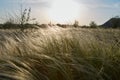 Stipa Feather Grass or Needle Grass Nassella tenuissima Royalty Free Stock Photo