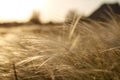 Stipa Feather Grass or Needle Grass Nassella tenuissima Royalty Free Stock Photo