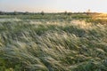 Stipa Feather Grass or Needle Grass Nassella tenuissima Royalty Free Stock Photo