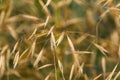 Stipa gigantea giant feather grass seed heads in autumn garden Royalty Free Stock Photo