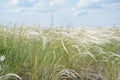 Stipa grass