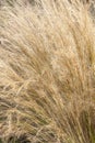 Stipa Tenuissima Royalty Free Stock Photo