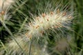 Stipa tenuissima, Mexican Feather Grass Royalty Free Stock Photo