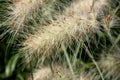 Stipa tenuissima, Mexican Feather Grass Royalty Free Stock Photo