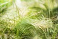 Stipa tenuissima, pony tails grass