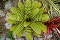 Stiped green bromeliad, Vriesea hieroglyphica, on tropical garden Royalty Free Stock Photo