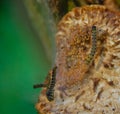 Stipple moth caterpillars