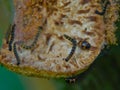 Stipple moth caterpillars