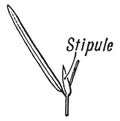 Stipule vintage illustration Royalty Free Stock Photo